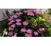 Гортензия крупнолистная Блаумайзе (Blaumeise) С2; 3 года